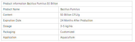 Bacillus Pumilus (5).png