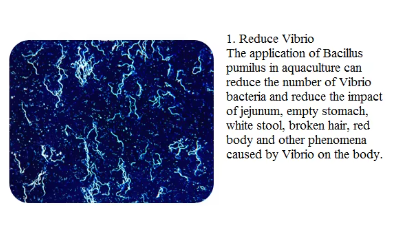 Bacillus Pumilus (6).png
